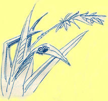 SPIDER ON GRASS